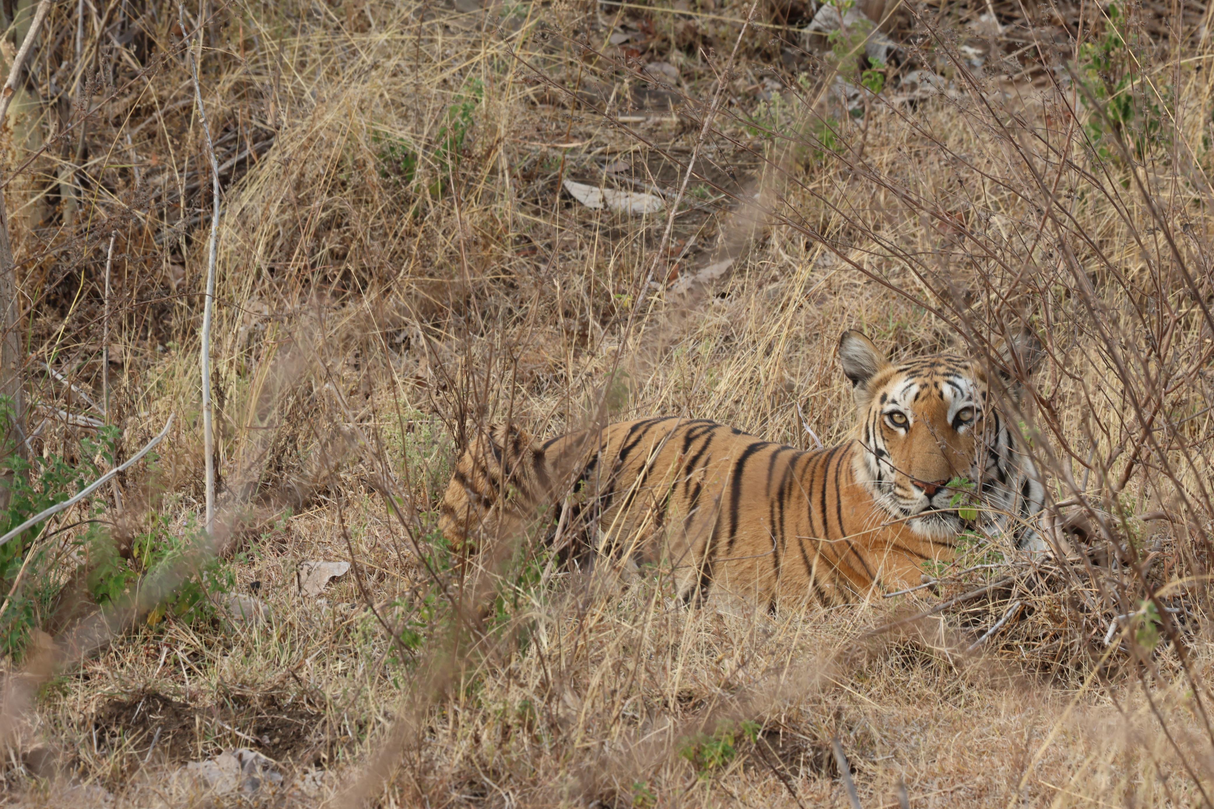 tiger kheoni